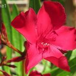 Nagy csodás piros, ncsp leander, nerium oleander eladó fotó