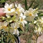 Sorrento leander, nerium oleander eladó fotó