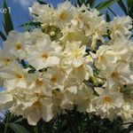 Rosette White leander, nerium oleander eladó fotó