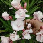 Mrs. Burton leander, nerium oleander eladó fotó