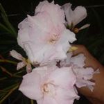 Dupla mandula leander, nerium oleander eladó fotó