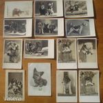 Kutya képeslap 16db Foxterrier, tacskó, stb fotó