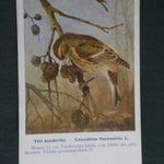 Képeslap, Földrajzi int. kiadás, állatkert, madár, Téli kenderike, Vezényi E. artist, ornitológia, 1920- fotó