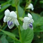 Kínai IBOLYA / Coromandel - Asystasia gangetica - magok (10+) - RITKASÁG! - Virágmagok - Ed 084 fotó