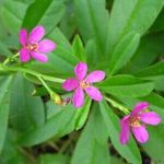 Nyengele - Afrikai SPENÓT- Talinum portulacifolium - magok (25+) - KÜLÖNLEGES VIRÁGMAGOK - L 176 fotó