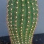 kaktusz fotó