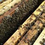 Hunor méhcsaládok kereten vagy kaptárban eladók. fotó