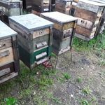 20 db méhcsalád kaptárral együtt sürgősen eladó vagy mézre cserélhető fotó