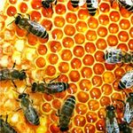 Méhész képzés indul! fotó