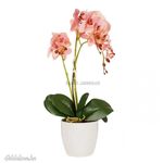 Gyönyörű élethű orchidea fotó
