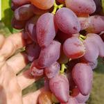 csemegeszőlő vessző fotó