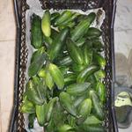 Csemegeuborka, kovászoénivaló, salátának való uborka eladó fotó