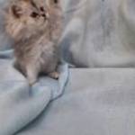Csincsilla perzsa kandúr kiscica fotó