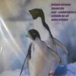 Fotópapír Penguins 13X18 cm-es, glossy (fényes), 180 grammos eladó! fotó