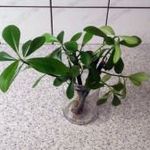 Gumifa (Euphorbia umbellata) hajtások 4db fotó