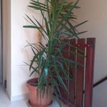 Törzses pálmaliliom yukka szobanövény kb 180cm eladó fotó