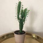 Szobanövény - Euphorbia trigona - Háromélű kutyatej (szukkulens, pozsgás, kaktusz) 5 ágas kaspóval fotó