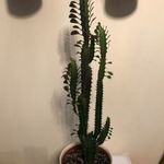 Szobanövény - Euphorbia trigona - Háromélű kutyatej (szukkulens, pozsgás, kaktusz) + Ajándék kaktusz fotó