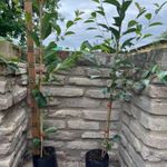 Meggy – Érdi bőtermő gyümölcsfa oltvány – Prunus cerasus – konténeres fotó
