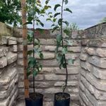 Szilva – Cacanska Lepotica gyümölcsfa oltvány – Prunus domestica – konténeres fotó