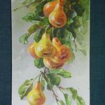 Képeslap, artist, művészet, Chaterine Klein, gyümölcsfa, körte, 1910- fotó