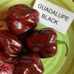Guadalupe Black CHILI magok (5+) - KARIBI KÜLÖNLEGESSÉG! - Ch 164 fotó
