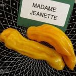 Madame Jeanette CHILI magok (5+) - KÜLÖNLEGESSÉG! - Ch 135 fotó