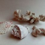 Tengeri fosszíliák csomagban (kagyló, csiga, korall) fotó