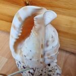 Eladó tengeri csiga lámpa fotó