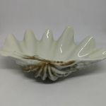 Hollóházi porcelán kagyló! fotó