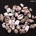 Natúr kagyló és csigaház gyöngyök egy csomagban (638)* fotó