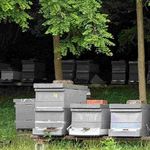 Hunor Méhcsaládok eladók fotó