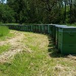 Eladó méhészet, 126 Hunor méhcsalád és 95 raj. fotó