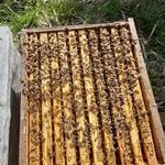 7 db Hunor 10 keretes méhcsalád eladó kaptárral vagy anélkül fotó