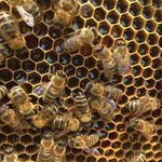 Eladó Hunor méhcsaládok fotó