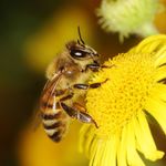 Méhcsaládok Hunor kereten eladók fotó