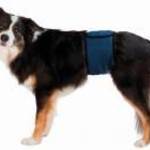 Trixie Pelenka fiú kutyáknak XL 65-75cm kék - .Pelenka fiú kutyáknak XL 65-75cm kék fotó