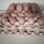 Házi tojás eladó fotó