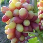 Csemegeszőlővesszők fotó