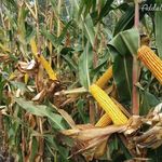PK-004 - A nemesítés új iránya! Organikus kukorica AKCIÓ! fotó