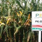 PK-002 Organikus Kukorica előrendelési AKCIÓ! - Rekordereknek! fotó