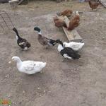 Mulard és magyar kacsák eladók! fotó
