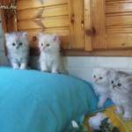Perzsa csincsilla kiscicák fotó