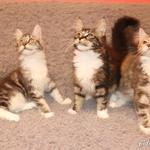 Miane Coon csajok tenyésztőtől macska fotó