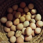 Hàzi gyöngytyúk tojàs eladó. fotó