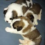 Elérhető Bernáthegyi kiskutyák St.bernad saintbernard fotó