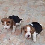 beagle kiskutyák eladók fotó