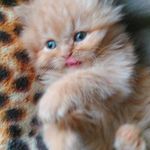 perzsa cica fotó