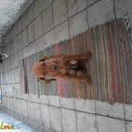 Kutyák babakocsi gyermekemeletesàgy fotó