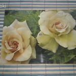 Képeslap bakelit lemezjátszón lejátszható régi hangos képeslap sárga rózsa Mindszenti Ödön Colorvox fotó